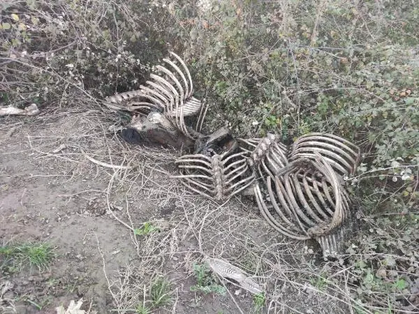 Büyük skandal patlak verdi! Piyasaya sürdükleri onlarca kilo at etini bize yedirmişler