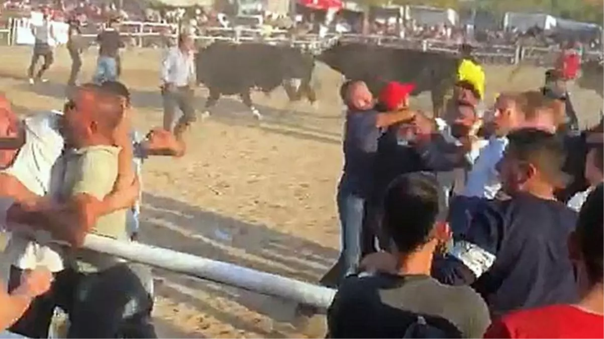Boğa güreşi festivalinde tekme, yumruk ve sopalar konuştu