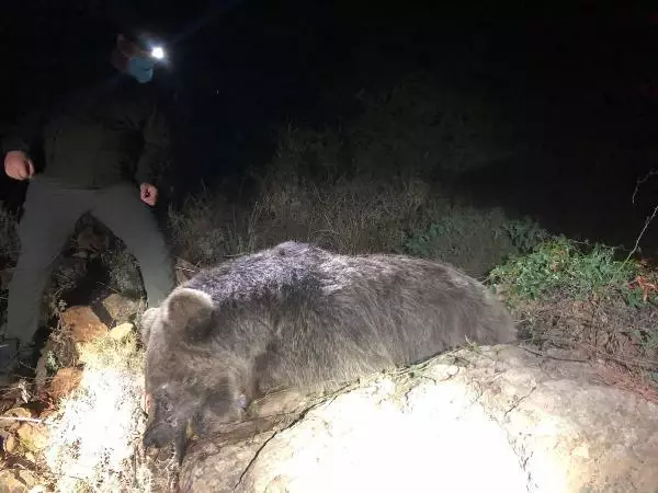 Son dakika haber! Bozayının ölü bulunmasında 'zehirli et' şüphesi