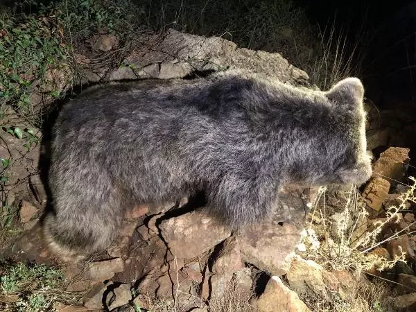 Son dakika haber! Bozayının ölü bulunmasında 'zehirli et' şüphesi