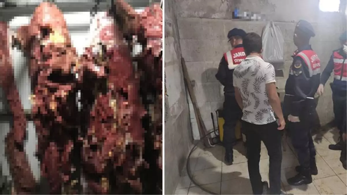 Büyük skandal patlak verdi! Piyasaya sürdükleri onlarca kilo at etini bize yedirmişler