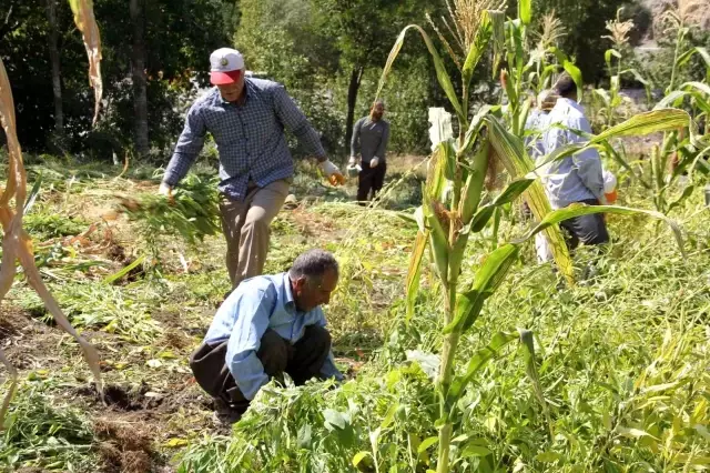 Hakkari'de kış hazırlığı başladı