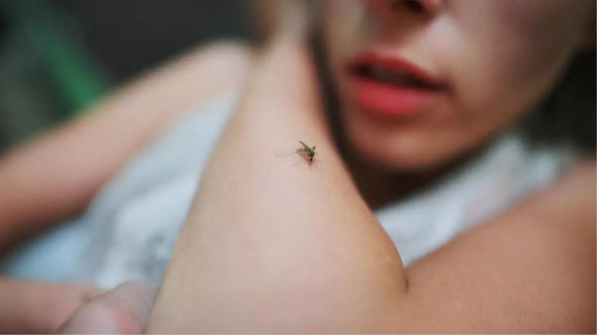 Hindistan'da hükümet teyakkuzda! Özellikle hamileleri etkileyen Zika virüsü, her geçen gün yayılıyor