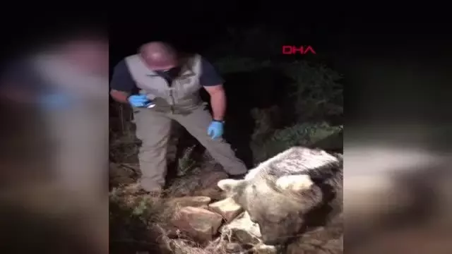Son dakika haber! Bozayının ölü bulunmasında 'zehirli et' şüphesi