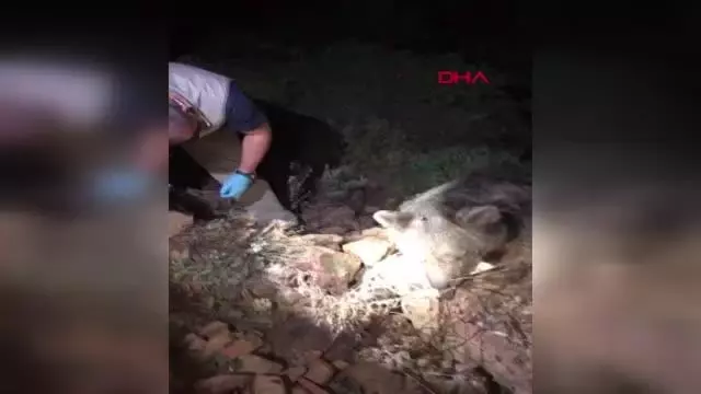 Son dakika haber! Bozayının ölü bulunmasında 'zehirli et' şüphesi
