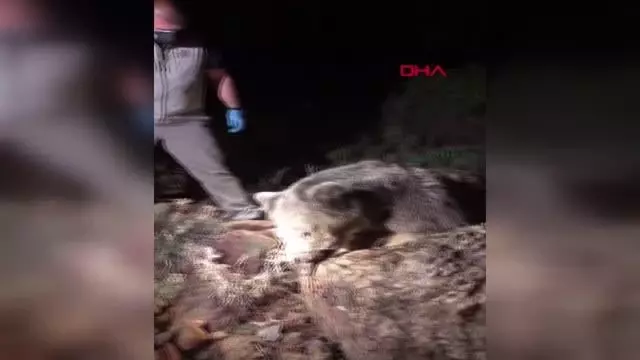 Son dakika haber! Bozayının ölü bulunmasında 'zehirli et' şüphesi