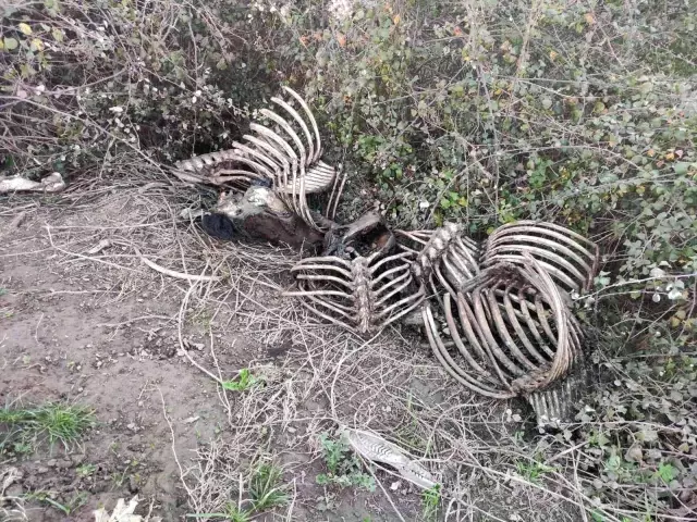 Tek tırnaklı hayvan kesen baba oğula suçüstü