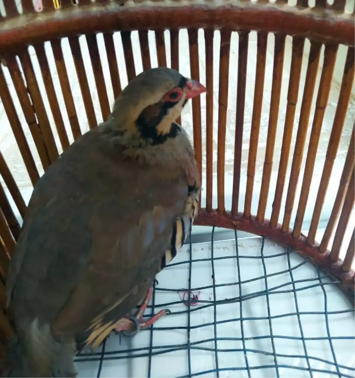 Aracında avladığı 11 keklikle yakalanan avcıya 11 bin TL ceza