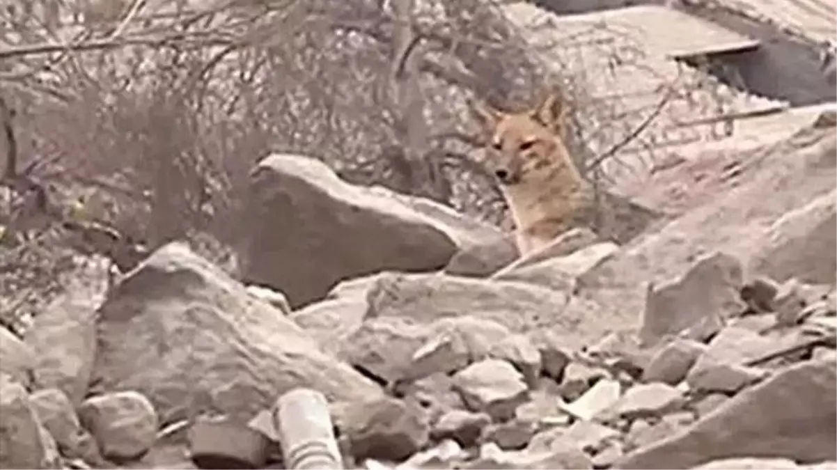 Evcil köpek diye satın aldıkları hayvan tilki çıktı, komşunun bütün tavuklarını yiyip kaçtı