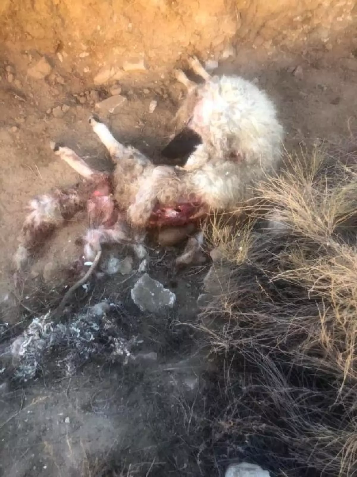 Kurtlar sürüye saldırıp, 10 koyun ile 1 köpeği öldürdü