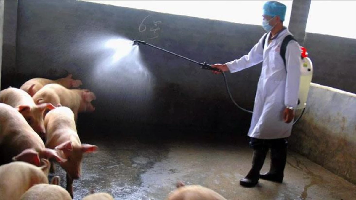 bulgaristan da bir ciftlikte afrika domuz vebasi 14517796 2621 amp