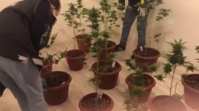 Evinde Hint keneviri yetiştiren kişi tutuklandı