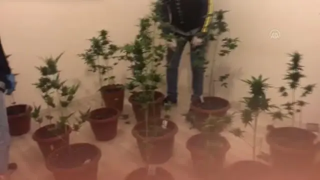 Evinde Hint keneviri yetiştiren kişi tutuklandı