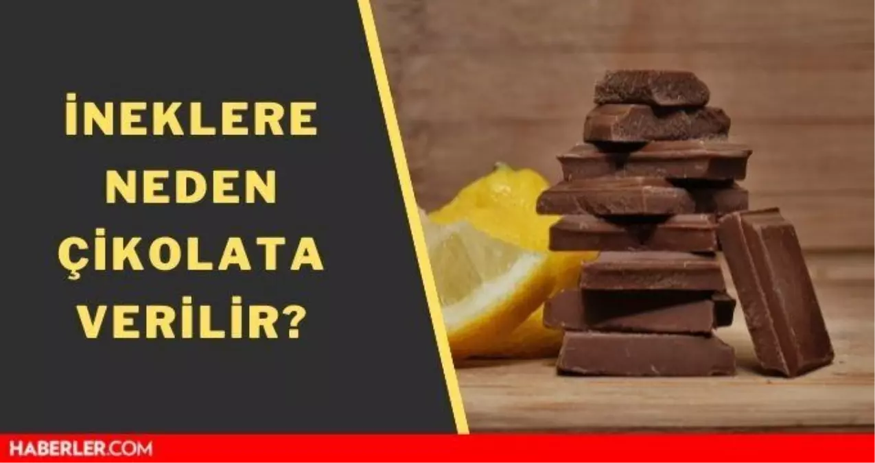 İneklere neden çikolata verilir? İnek çikolata yer mi?