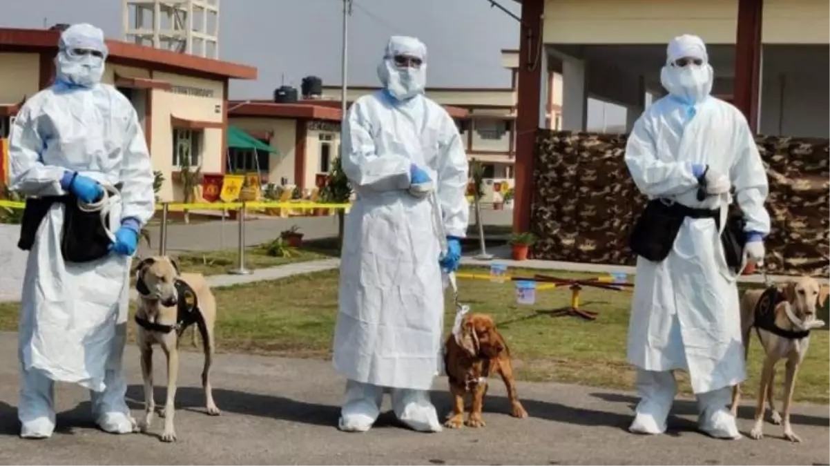 Meksika koronavirüsü tespit etmek için köpekleri eğitiyor! İlk sonuçlar oldukça tatmin edici