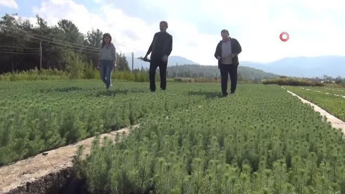 Muğla'da 28 milyon fidan toprakla buluşacak