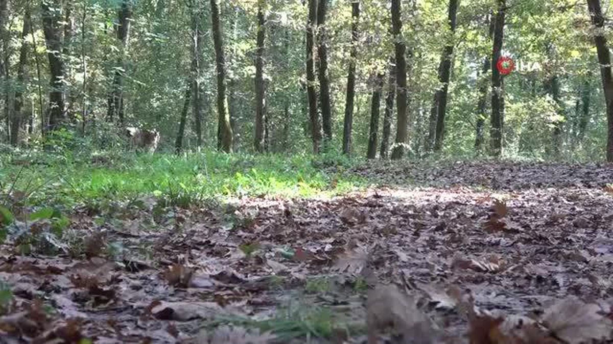 Ormanya sonbahar manzaralarıyla ziyaretçi akınına uğruyor