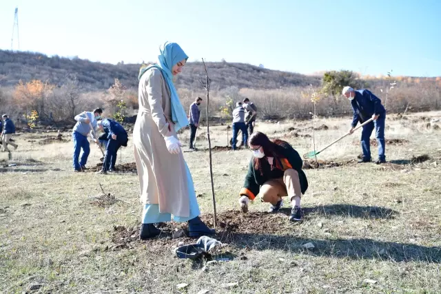 Şebinkarahisar'a özgü meyve fidanları toprakla buluşturuldu