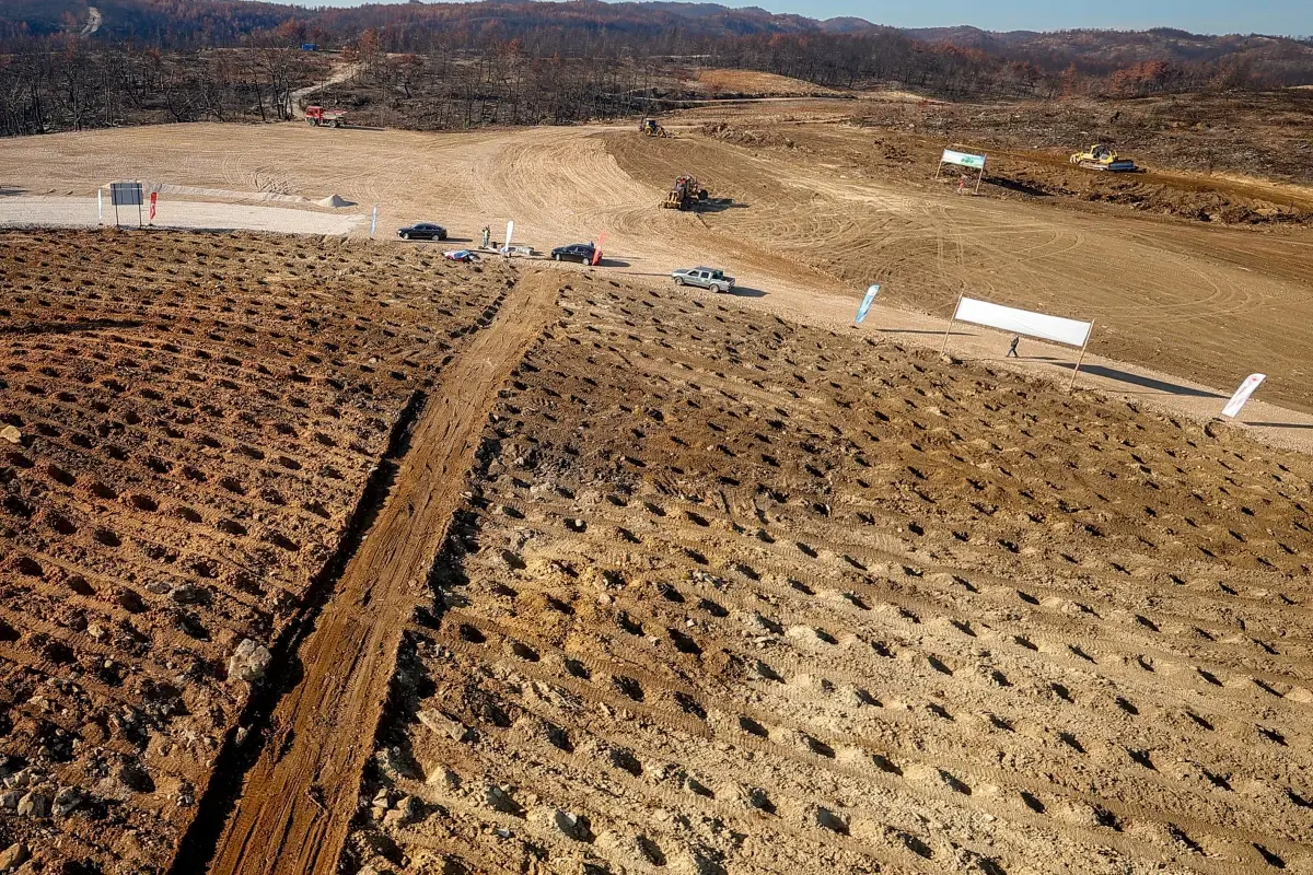Son dakika haberleri | Antalya'daki orman yangınının izlerini silecek ilk fidan yarın toprakla buluşacak