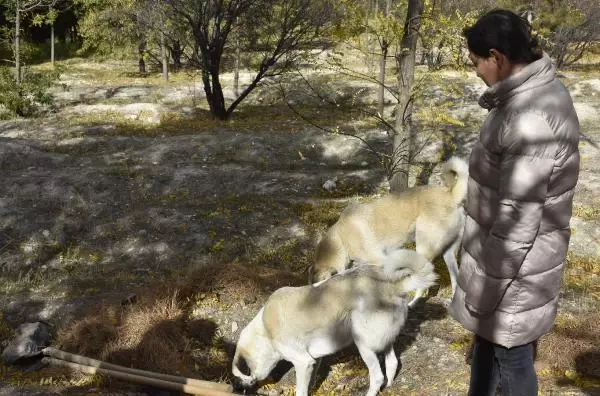 BESLEDİKLERİ KÖPEKLERDEN BİRİNİ ÖLÜ, DİĞERİNİ YARALI BULDULAR