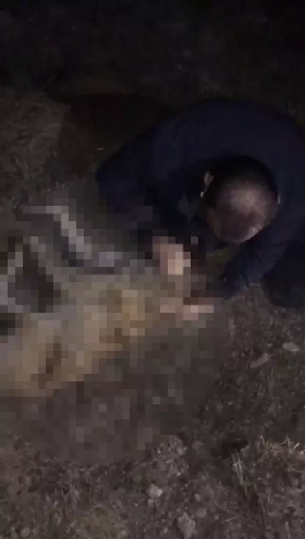 BESLEDİKLERİ KÖPEKLERDEN BİRİNİ ÖLÜ, DİĞERİNİ YARALI BULDULAR