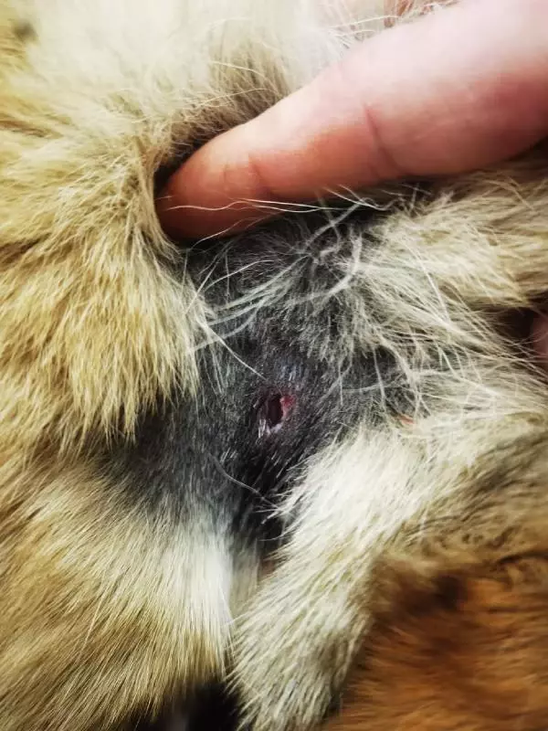 BESLEDİKLERİ KÖPEKLERDEN BİRİNİ ÖLÜ, DİĞERİNİ YARALI BULDULAR