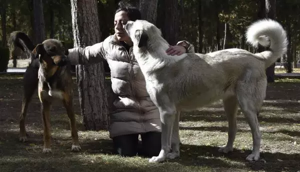 BESLEDİKLERİ KÖPEKLERDEN BİRİNİ ÖLÜ, DİĞERİNİ YARALI BULDULAR