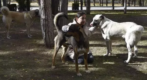 BESLEDİKLERİ KÖPEKLERDEN BİRİNİ ÖLÜ, DİĞERİNİ YARALI BULDULAR