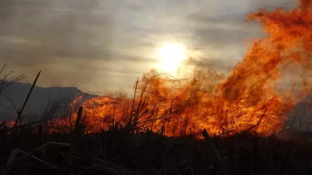 Binlerce kuş türünün yaşadığı Nehir Sazlığı cayır cayır yanıyor
