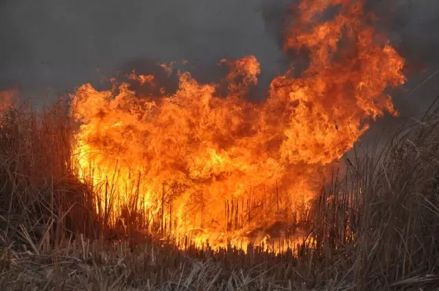 Binlerce kuş türünün yaşadığı Nehir Sazlığı cayır cayır yanıyor