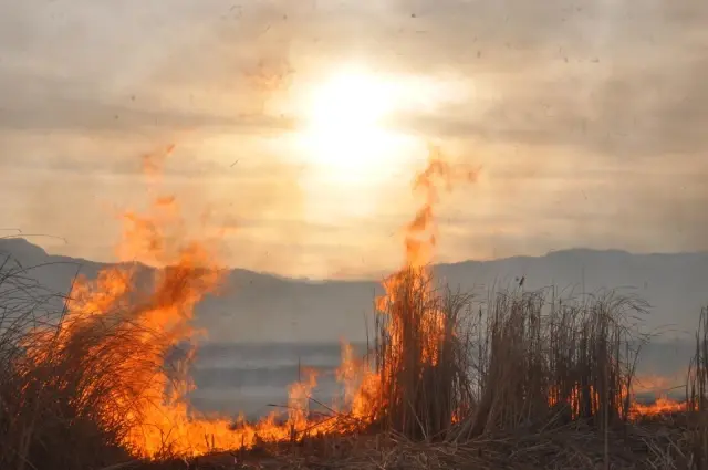 Binlerce kuş türünün yaşadığı Nehir Sazlığı cayır cayır yanıyor