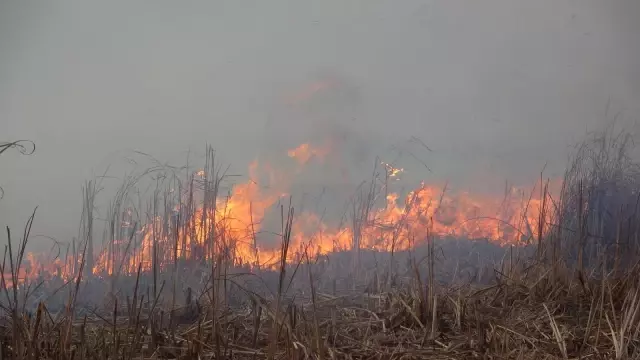 Binlerce kuş türünün yaşadığı Nehir Sazlığı cayır cayır yanıyor