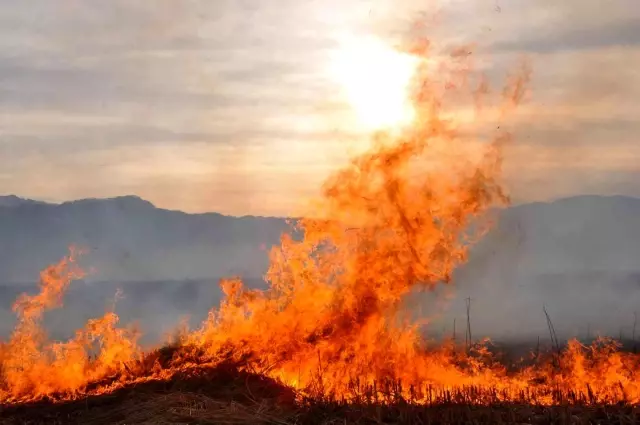 Binlerce kuş türünün yaşadığı Nehir Sazlığı cayır cayır yanıyor