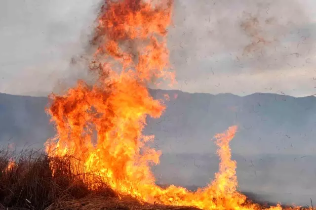 Binlerce kuş türünün yaşadığı Nehir Sazlığı cayır cayır yanıyor