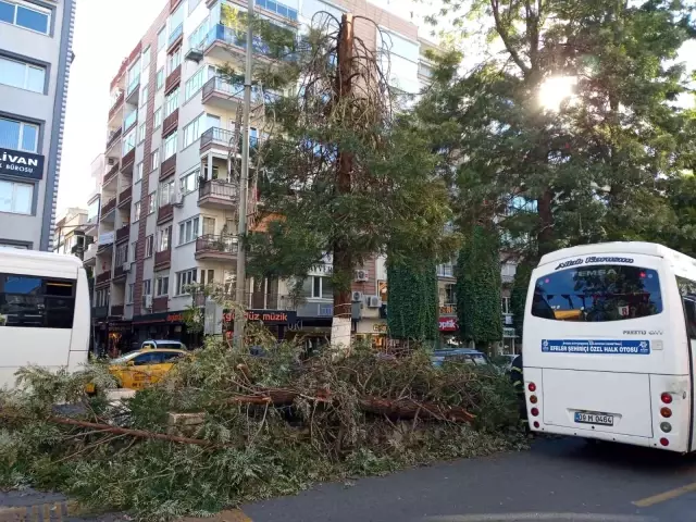 Kırılan ağacın dalları seyir halindeki araçların üzerine düştü