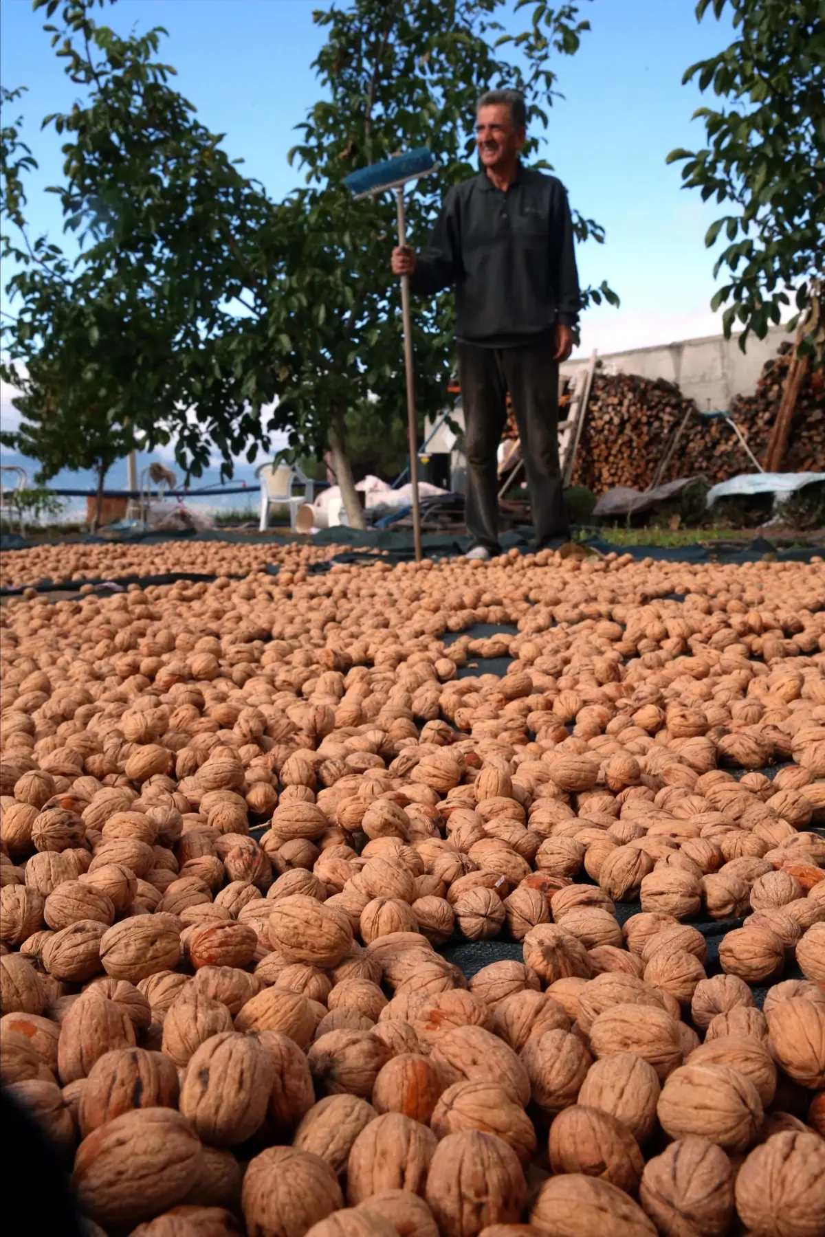 Son dakika haberleri! Niksar cevizi yılda 100 milyon lira kazandırıyor