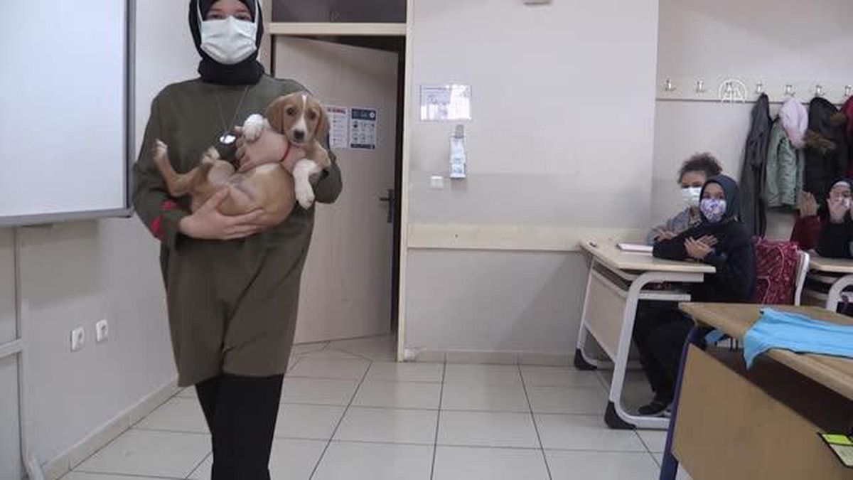 Öğrencilerin 'Karamel' adını verdiği köpek okulun maskotu oldu