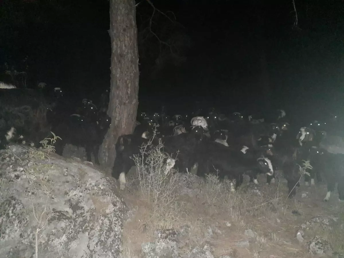 Akseki'de kaybolan 300 küçükbaş hayvan jandarma ekiplerince bulundu