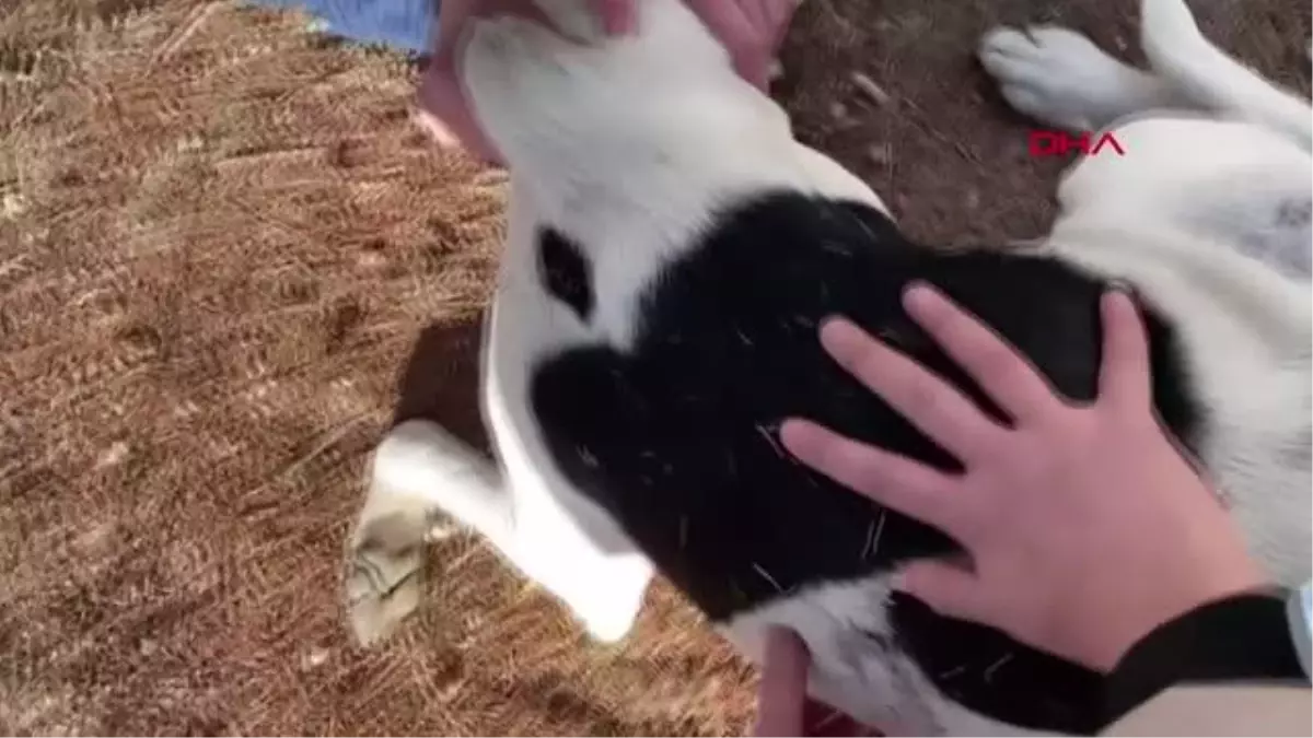 Son dakika haberi: BESLEDİKLERİ KÖPEKLERDEN BİRİNİ ÖLÜ, DİĞERİNİ YARALI BULDULAR