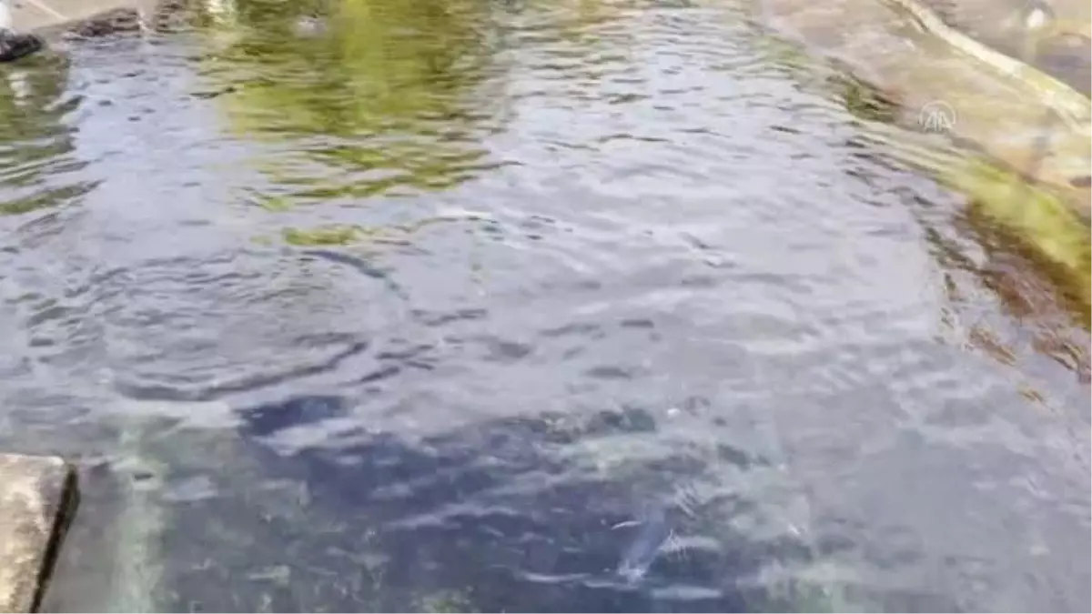 Edinburgh Hayvanat Bahçesi 108 yıldır penguenlere ev sahipliği yapıyor