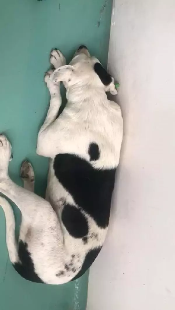 Hayvanseverler, besledikleri köpeklerden birini daha yaralı buldu