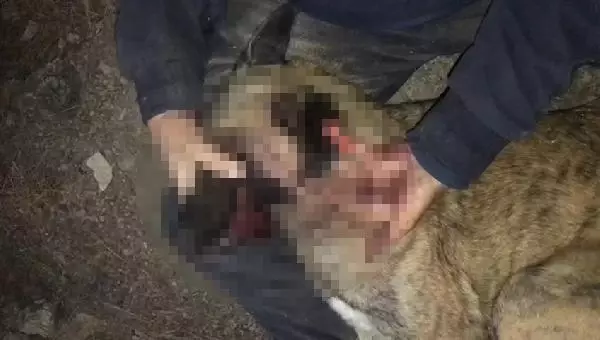 Hayvanseverler, besledikleri köpeklerden birini daha yaralı buldu