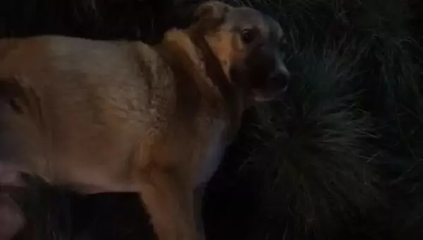 Hayvanseverler, besledikleri köpeklerden birini daha yaralı buldu