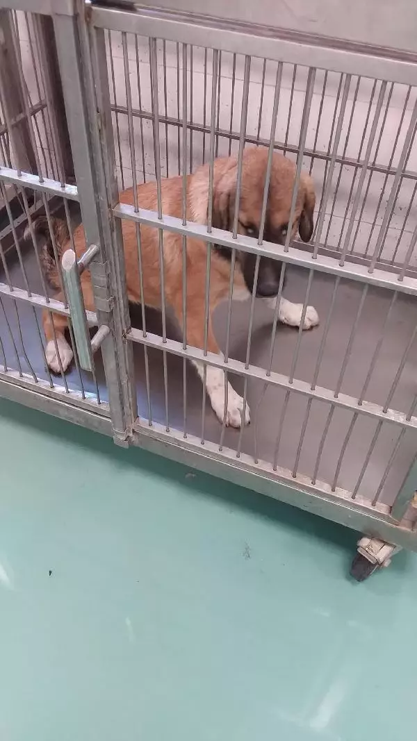 Hayvanseverler, besledikleri köpeklerden birini daha yaralı buldu