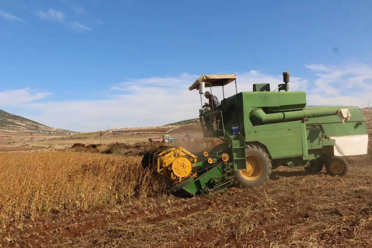 Kahramanmaraş'ta soya fasulyesi hasadı yapıldı
