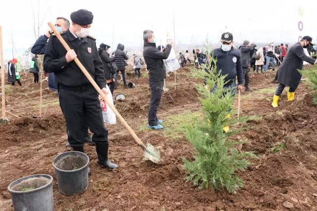 Karadeniz Bölgesi'nde binlerce fidan toprakla buluşturuldu