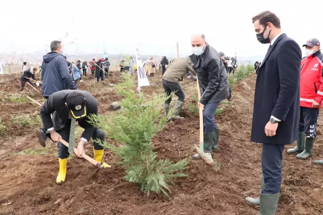 Karadeniz Bölgesi'nde binlerce fidan toprakla buluşturuldu