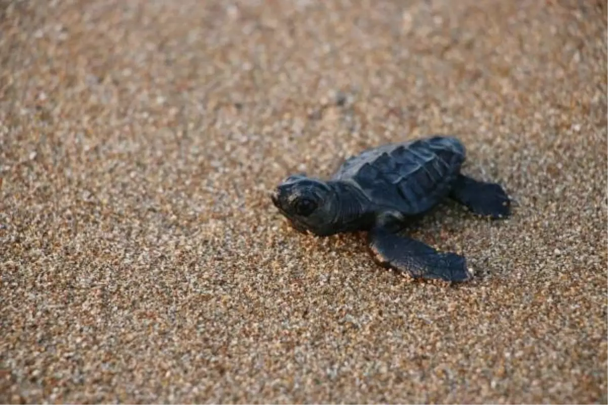 MANAVGAT'TA DENİZE ULAŞAN YAVRU CARETTA CARETTA SAYISI 2 KAT ARTTI