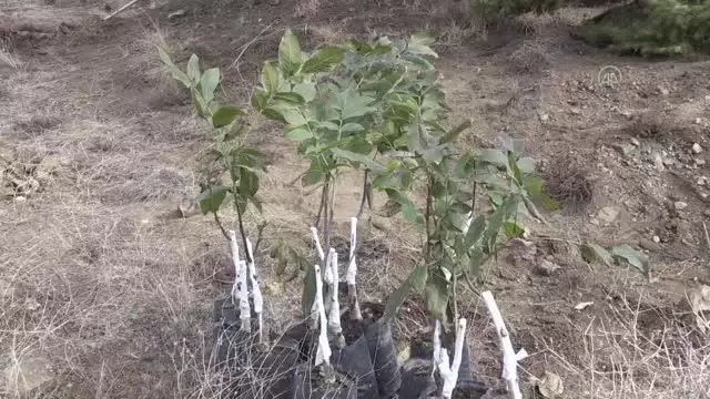Milli Ağaçlandırma Günü nde fidanlar toprakla buluşturuldu
