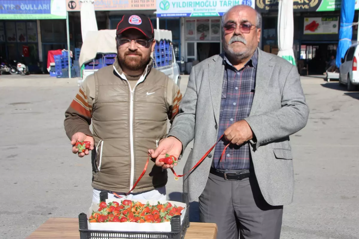 Serik'te mevsimin ilk çilek hasadı yapıldı